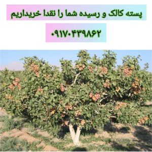 پسته کالک و رسیده شما را در نی ریز نقدا خریداریم ابطحی